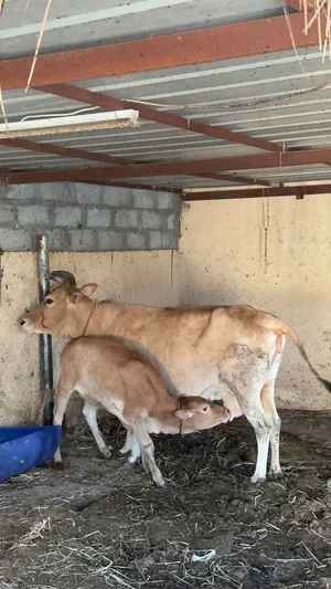 بقره عشار وتحتها عجله