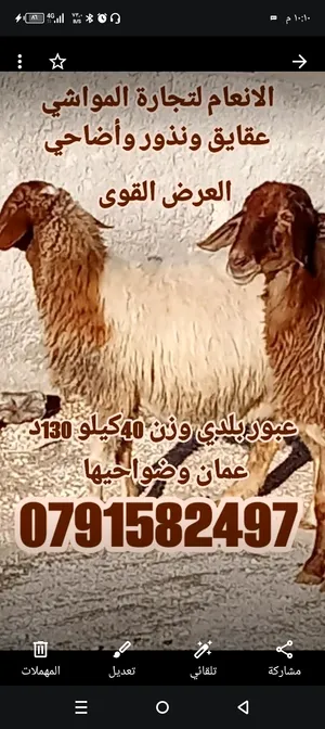 خرفان للبيع عقايق