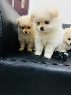 tea cup 2 month Pomeranian puppies