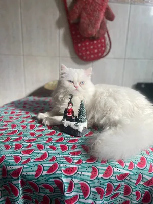 Persian cat very clean fully vaccinated only for mating قطه بيرشن بيظاء عيون زرقاء للتزاوج بدون رسوم