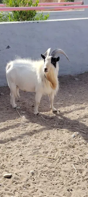 belgian goat