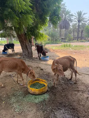يوجد حلال لتربيه