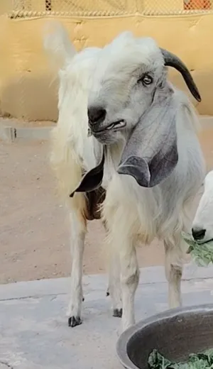 فحل مهجن على باكستاني