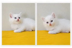 Turkish Angora / Persian kittens..1.5 months.. looking for a lovely family
