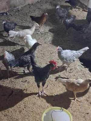 ديوك عمر حوالي 3 لأربع ديوك