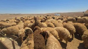 اغنام للبيع