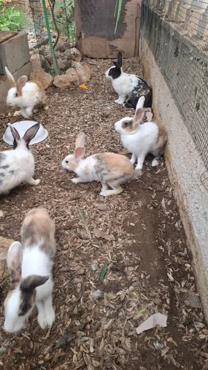 أرانب عمانيات ذكور للبيع