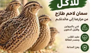للبيع بيض سمان طازج