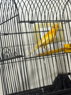طيره جزري غامق
