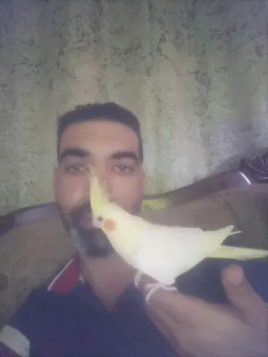 كوكتيل فحل اليف عمره سنه ونص سعرو 35 دينار من الاخر