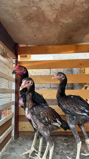 2 female 1 male aseel for sale