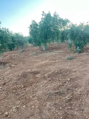 لمن يبحث عن مزرعه نموذجية 3 دونم ونص مع غرفة على الشارع الرئيسي -شرق جرش (دحل)