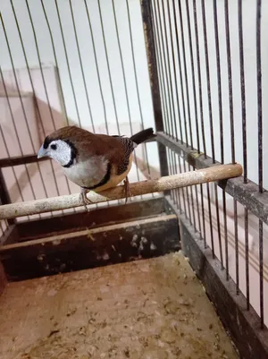 فنجس بوم فنش