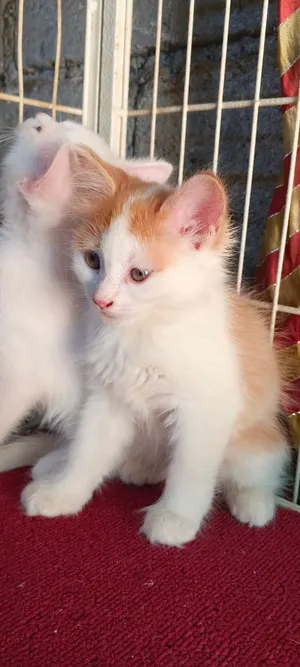 Persian kittens age 45 days