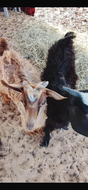 تيوس للبيع 2