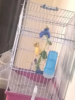 كناري للبيع ذكر