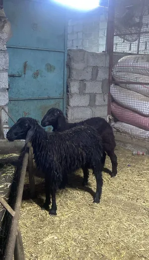 كبشان اسود