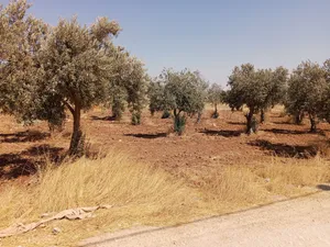 ارض للبيع في النديم مادبا