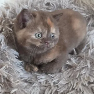 British shorthair