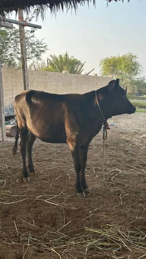 للبيع عيله نمساويه
