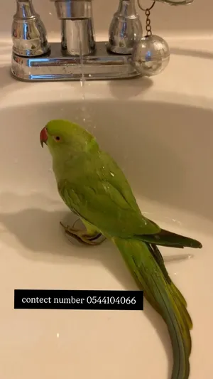 indian ring neck parrot hand tame and friendly healthy home breeding green parrot beautiful