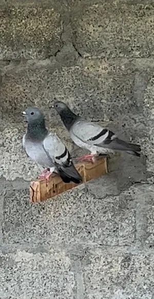 للبيع حقم جبل بيور