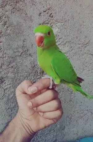 طیر ایرانی