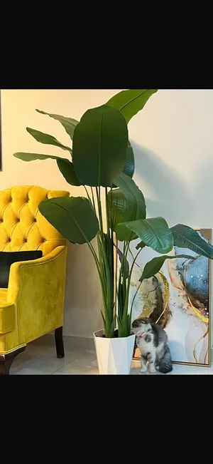 شجرة موز حجم كبير جديده
