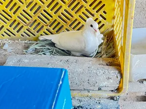 السلام وعليكم متاح نثيه ارفليه