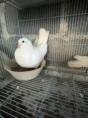 حمام لاحم فرنسي شوف الوصف