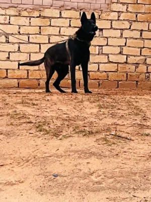 فحل مالينو لتزاوج وليس للبيع