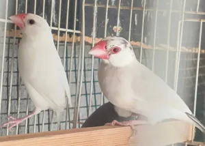 طيور جاوا ازواج