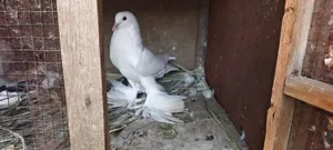 حمام ابو نفاخه اصليات شوف الوصف