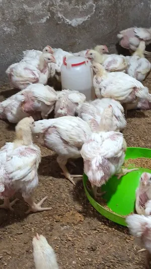 دجاج لاحم للبيع