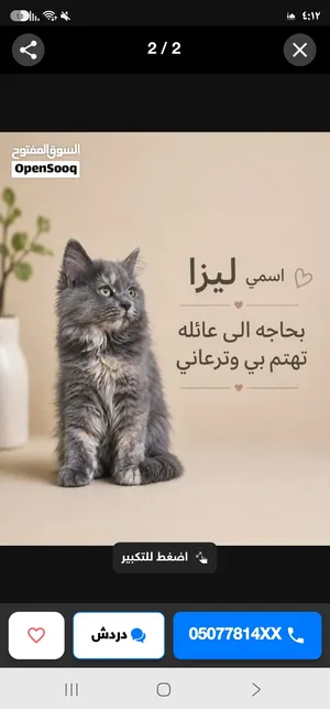 قطه شيرازي العمر سنه للتبني