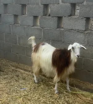 شاةً راهيه وعشار للبيع