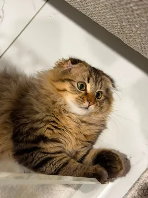 كيتين سكوتش kittin scotich
