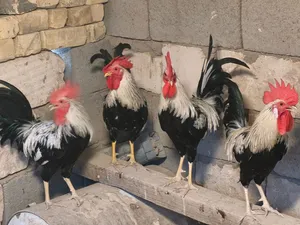 ديك دندراوي للبيع