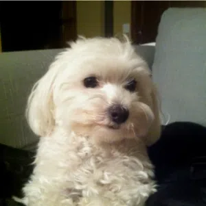 Female Maltese + Vaccinated + Very Very Loving