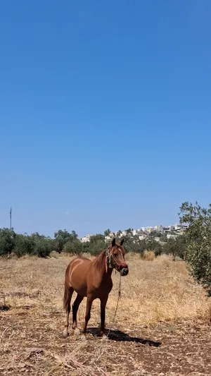 مهره للبيع