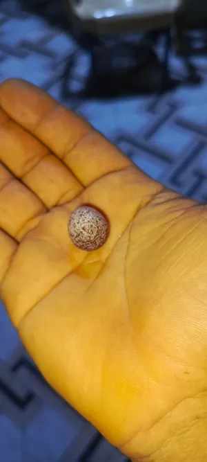 بلبل نثيه للبيع مبيضه مرتين عندي