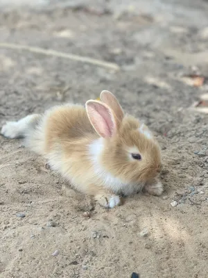 ارنب صغير Bunny
