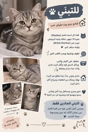 British Shorthair cat