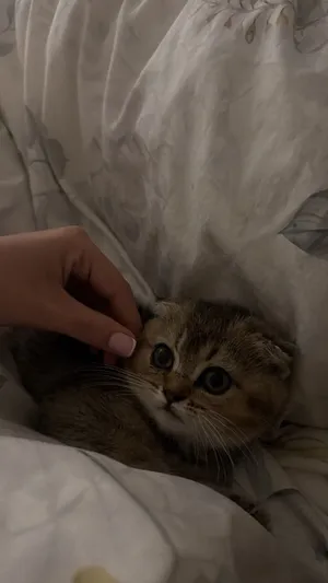 Scottish fold