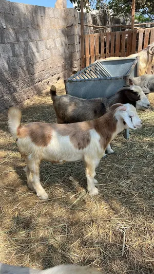تيس محقوص فل سمنه