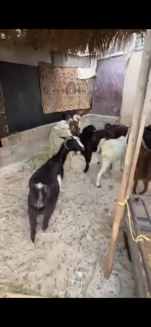 غنم عشار للبيع