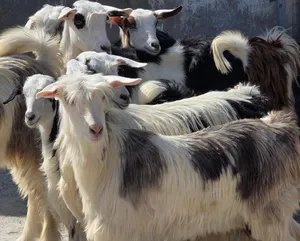 للبيع صخلات من حلال رحوب مع فحلهن من قطيع واحد فرصه لاصحاب تربيه
