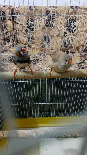سوبر جامبو انگليزي
