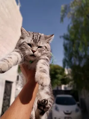 ذكر بريتيش اصلي للبيع
