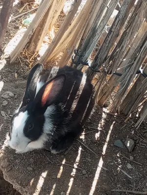 ارانب عمانيه